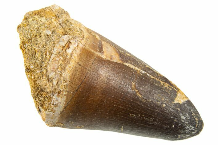 Fossil Mosasaur (Prognathodon currie) Tooth - Morocco #332936